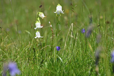 BUITEN BEELD Foto: 445482