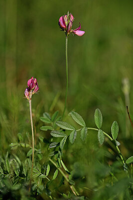 BUITEN BEELD Foto: 445483