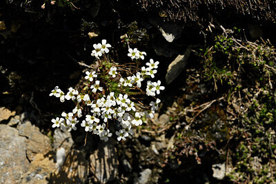 BUITEN BEELD Foto: 445485
