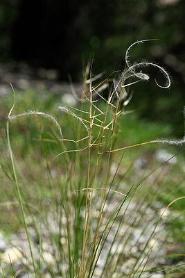 BUITEN BEELD Foto: 445487
