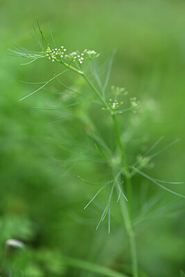 BUITEN BEELD Foto: 445488
