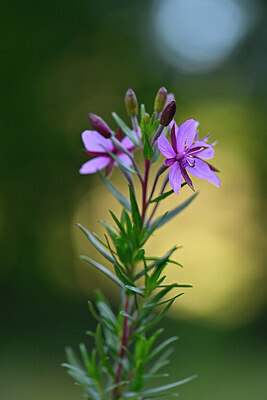 BUITEN BEELD Foto: 445489