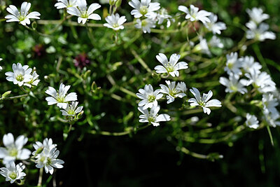 BUITEN BEELD Foto: 445492