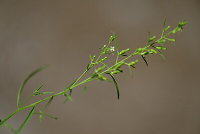 BUITEN BEELD Foto: 445495