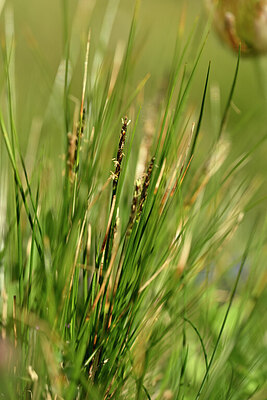 BUITEN BEELD Foto: 445498