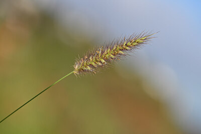 BUITEN BEELD Foto: 445499