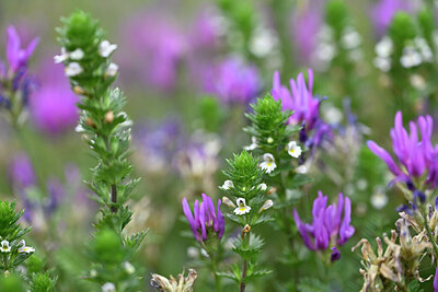 BUITEN BEELD Foto: 445503