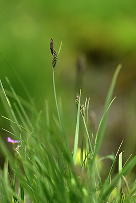 BUITEN BEELD Foto: 445504