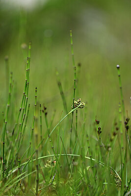 BUITEN BEELD Foto: 445505