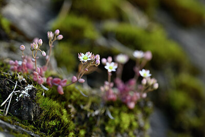 BUITEN BEELD Foto: 445506