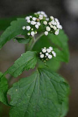 BUITEN BEELD Foto: 445507