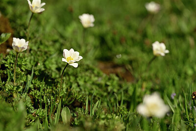 BUITEN BEELD Foto: 445508