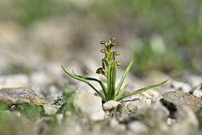BUITEN BEELD Foto: 445509