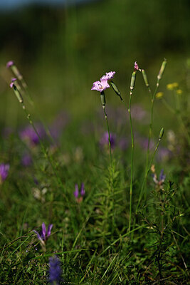 BUITEN BEELD Foto: 445512