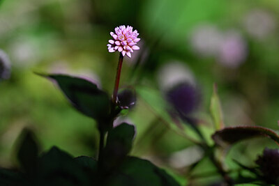 BUITEN BEELD Foto: 445514