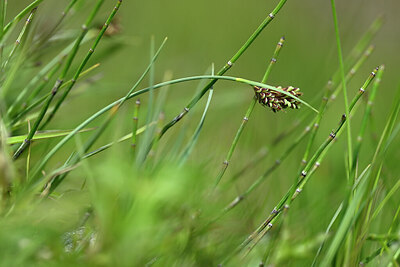 BUITEN BEELD Foto: 445517
