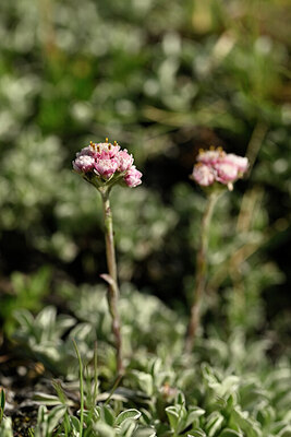 BUITEN BEELD Foto: 445518