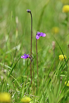 BUITEN BEELD Foto: 445519