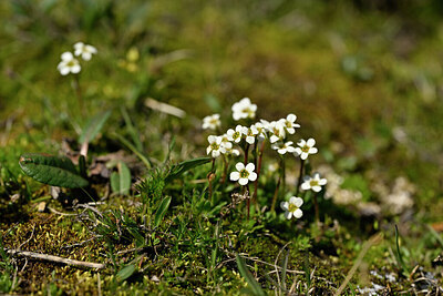 BUITEN BEELD Foto: 445520