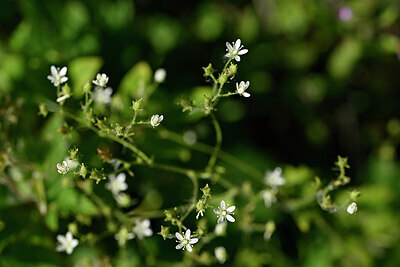 BUITEN BEELD Foto: 445521