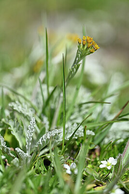 BUITEN BEELD Foto: 445522