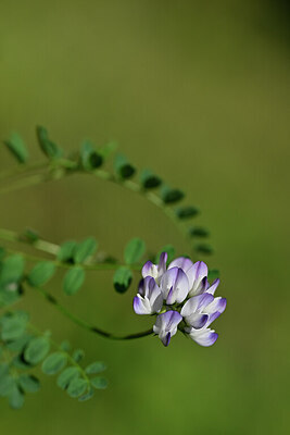 BUITEN BEELD Foto: 445523