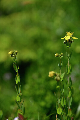 BUITEN BEELD Foto: 445525