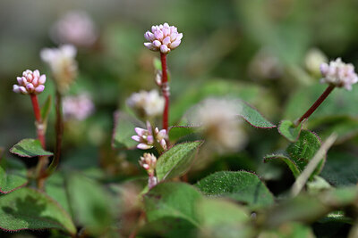 BUITEN BEELD Foto: 445527