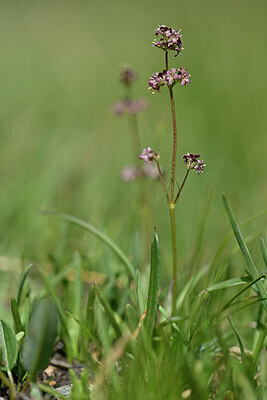 BUITEN BEELD Foto: 445531