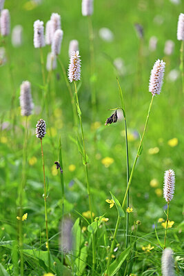 BUITEN BEELD Foto: 445532