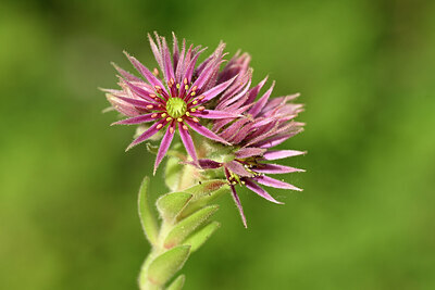 BUITEN BEELD Foto: 445533