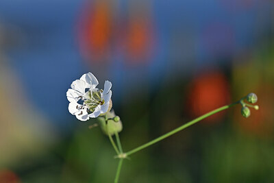 BUITEN BEELD Foto: 445536