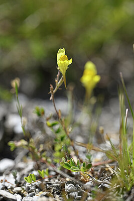BUITEN BEELD Foto: 445539