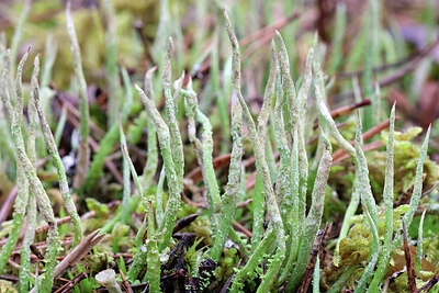 BUITEN BEELD Foto: 445541