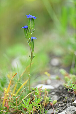 BUITEN BEELD Foto: 445544