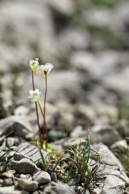 BUITEN BEELD Foto: 445545