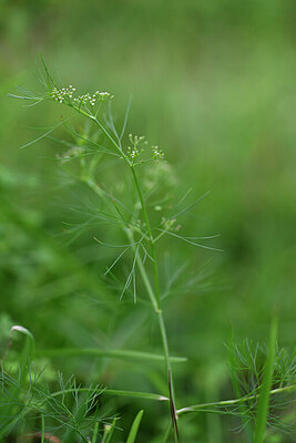 BUITEN BEELD Foto: 445547