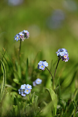 BUITEN BEELD Foto: 445548