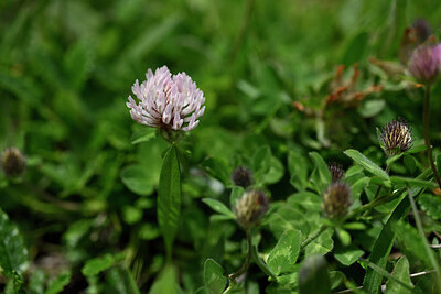 BUITEN BEELD Foto: 445549
