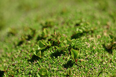BUITEN BEELD Foto: 445553