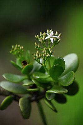 BUITEN BEELD Foto: 445554