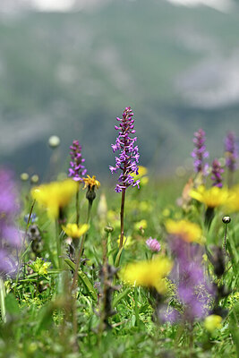 BUITEN BEELD Foto: 445556