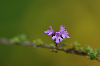 BUITEN BEELD Foto: 445558