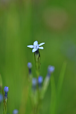 BUITEN BEELD Foto: 445564