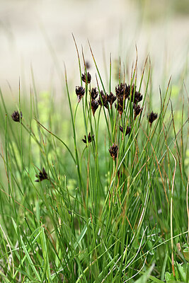 BUITEN BEELD Foto: 445565