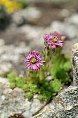 BUITEN BEELD Foto: 445567