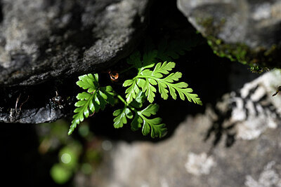 BUITEN BEELD Foto: 445568