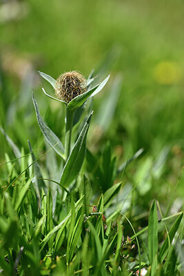 BUITEN BEELD Foto: 445571