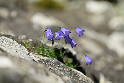 BUITEN BEELD Foto: 445572