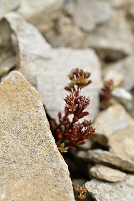 BUITEN BEELD Foto: 445575